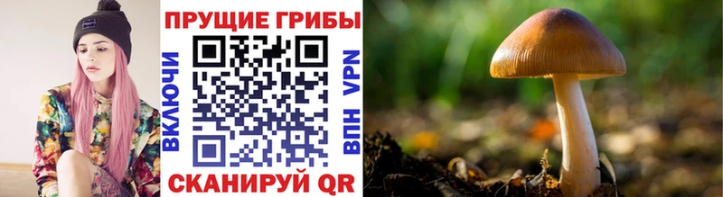 MEGA ссылки  Волгоград  площадка наркотические препараты  Галлюциногенные грибы Cubensis 